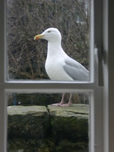 holiday cottage Whitby